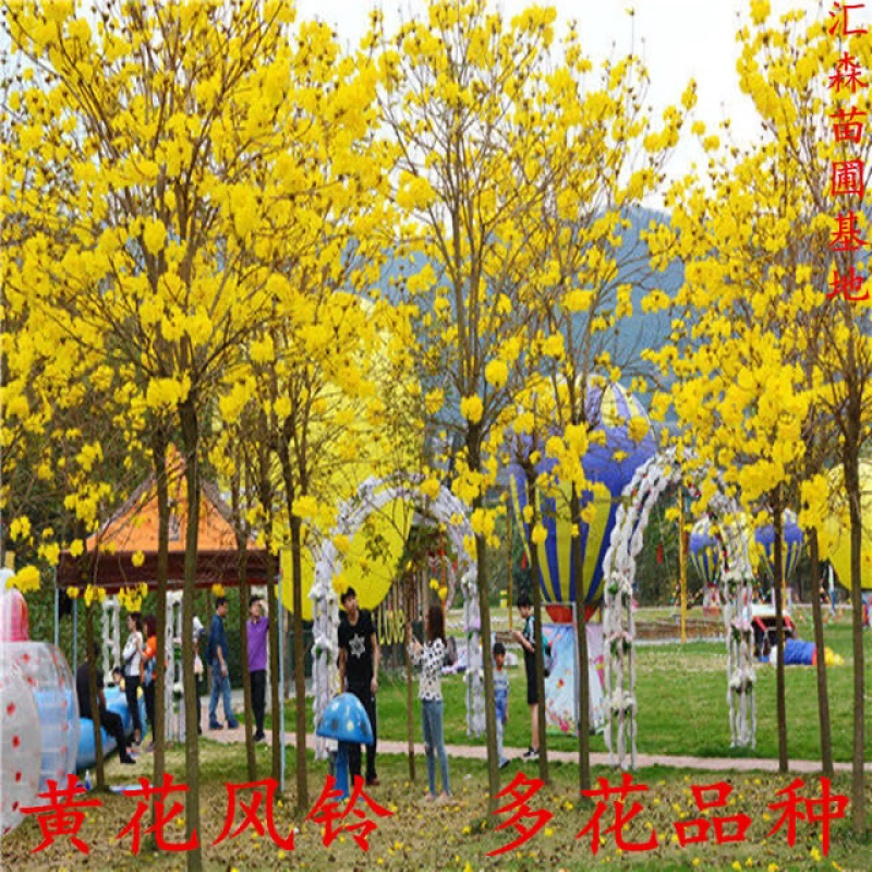 泰国黄花风铃树苗金花风铃木苗紫花风铃庭院树苗