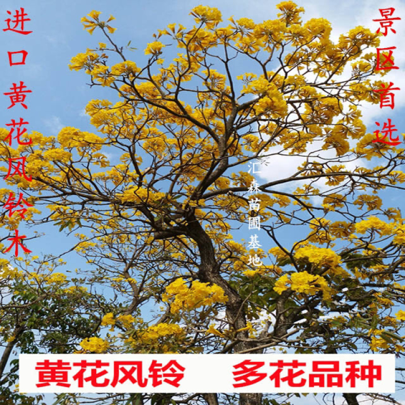 泰国黄花风铃树苗金花风铃木苗紫花风铃庭院树苗