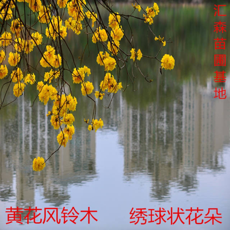 泰国黄花风铃树苗金花风铃木苗紫花风铃庭院树苗