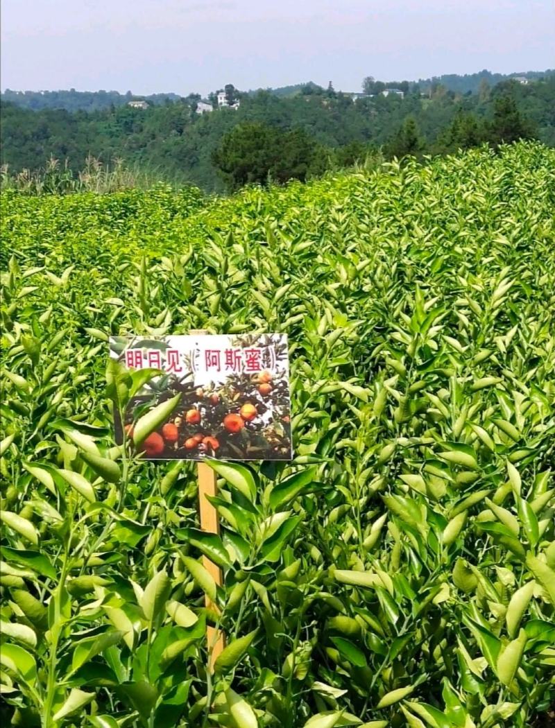 四川苍溪柑桔苗明日见柑桔苗全国发货，基地现挖包成活率