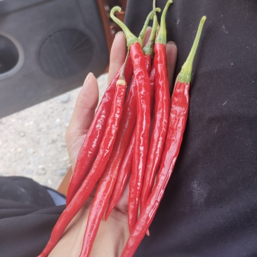 二荆条。新疆二荆条，条形好，颜色亮。产地一收货