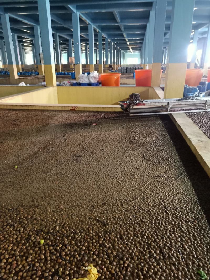 福建青梅腌制厂含义富硒营养