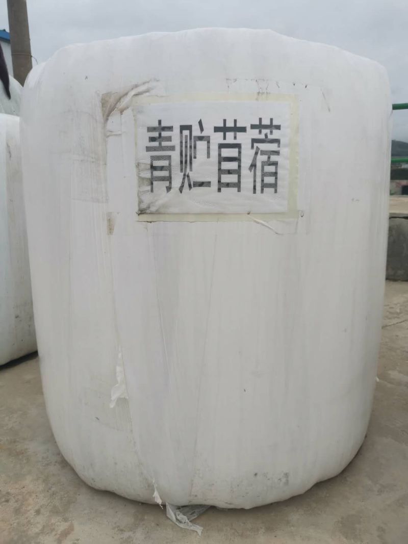 苜蓿草（裹包青贮紫花苜蓿草甘肃玉门苜蓿蛋白高）