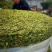 苜蓿草（裹包青贮紫花苜蓿草甘肃玉门苜蓿蛋白高）