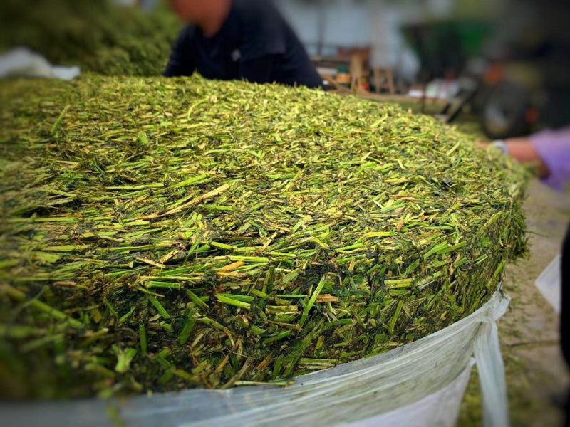 苜蓿草（裹包青贮紫花苜蓿草甘肃玉门苜蓿蛋白高）