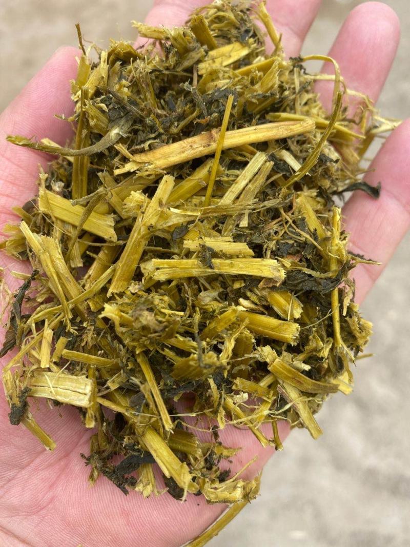 苜蓿草（裹包青贮紫花苜蓿草甘肃玉门苜蓿蛋白高）