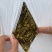 苜蓿草（裹包青贮紫花苜蓿草甘肃玉门苜蓿蛋白高）