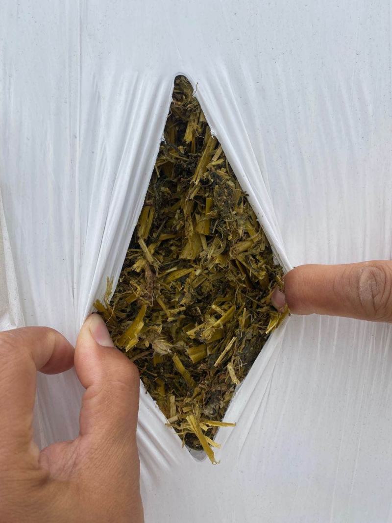 苜蓿草（裹包青贮紫花苜蓿草甘肃玉门苜蓿蛋白高）