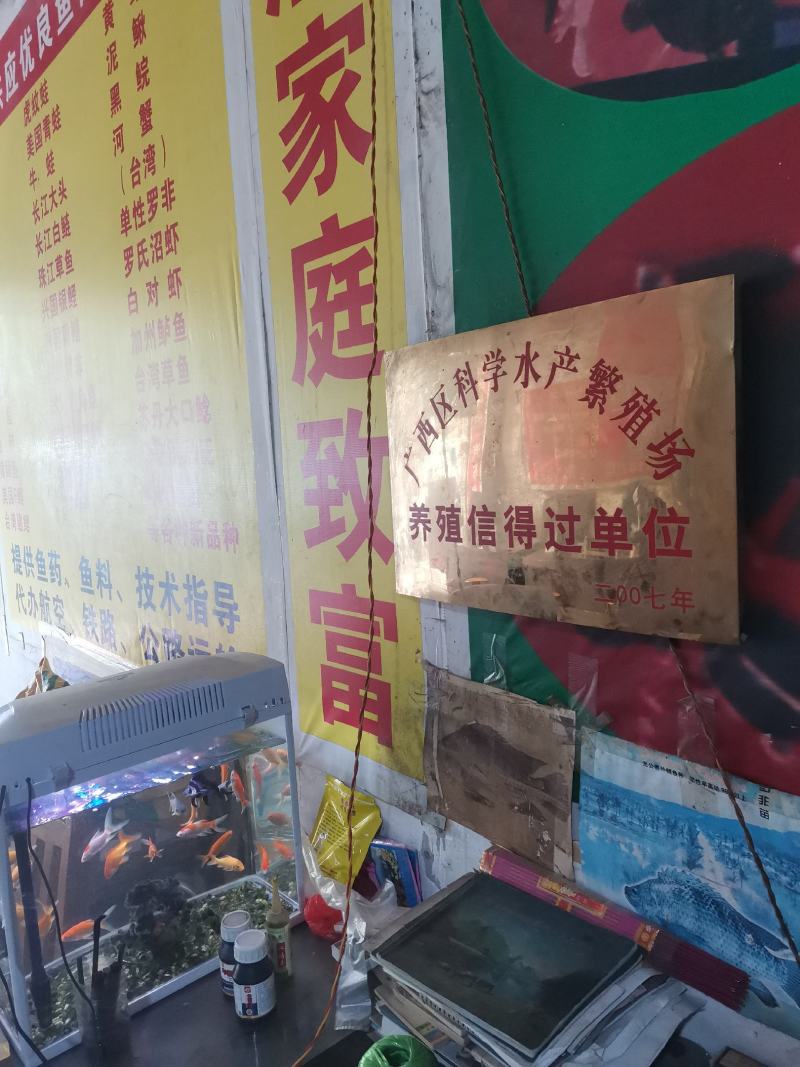 快大型杂交叉尾鱼苗繁殖基地直销。