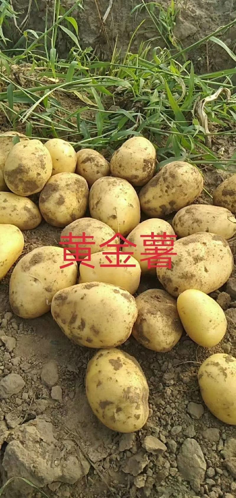 黄心土豆各大型好皮毛亮