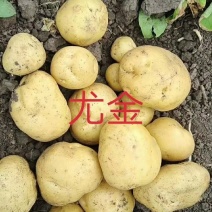 黄心土豆各大型好皮毛亮