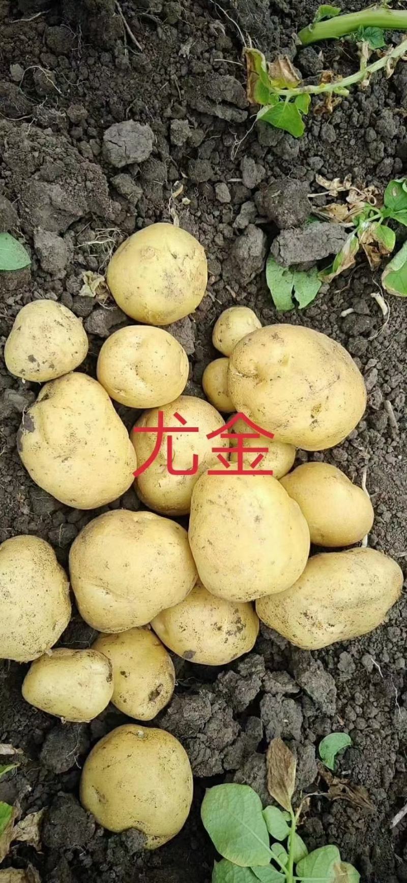 黄心土豆各大型好皮毛亮