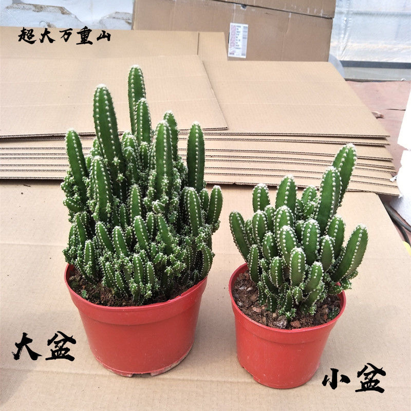万重山多肉盆景规格齐全带盆整箱批发常年供应欢迎下单