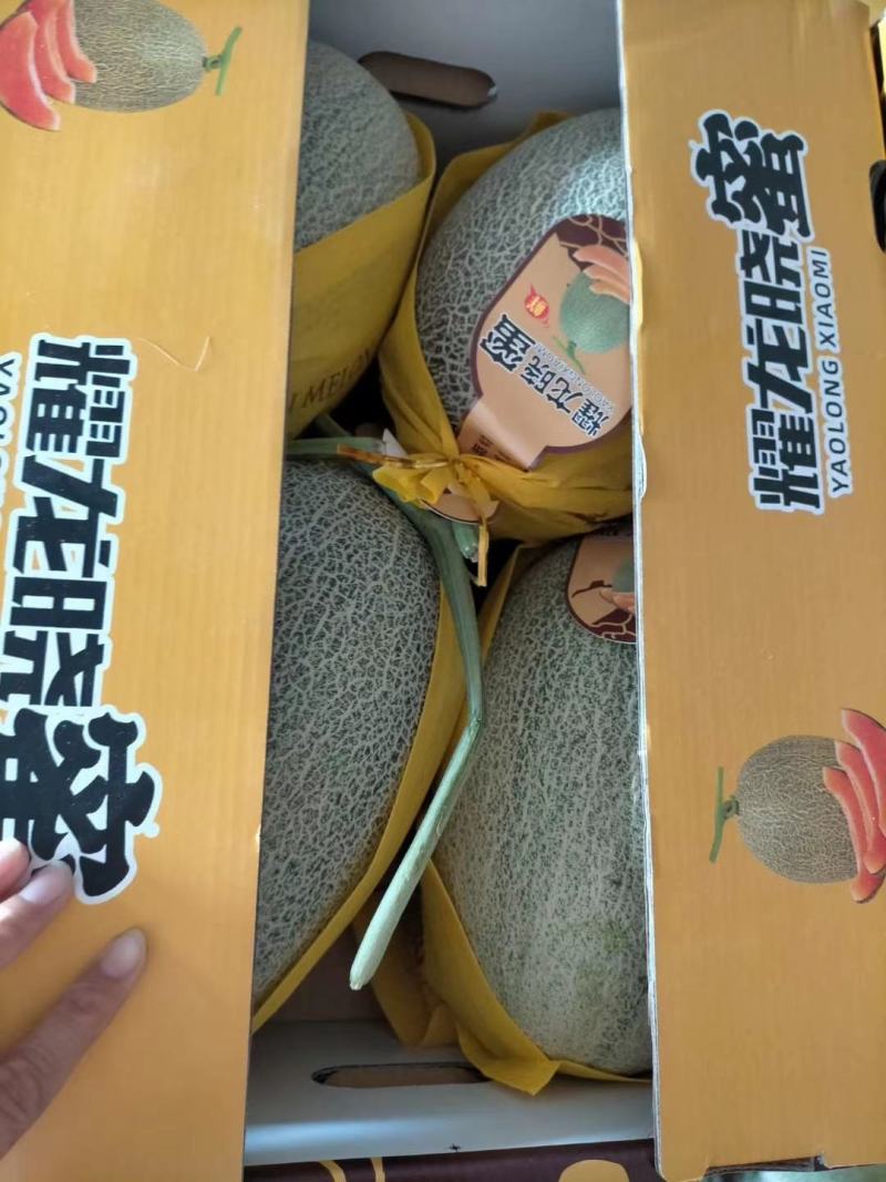 山东西州蜜25哈密瓜大量供应中产地一手货源无中间差价