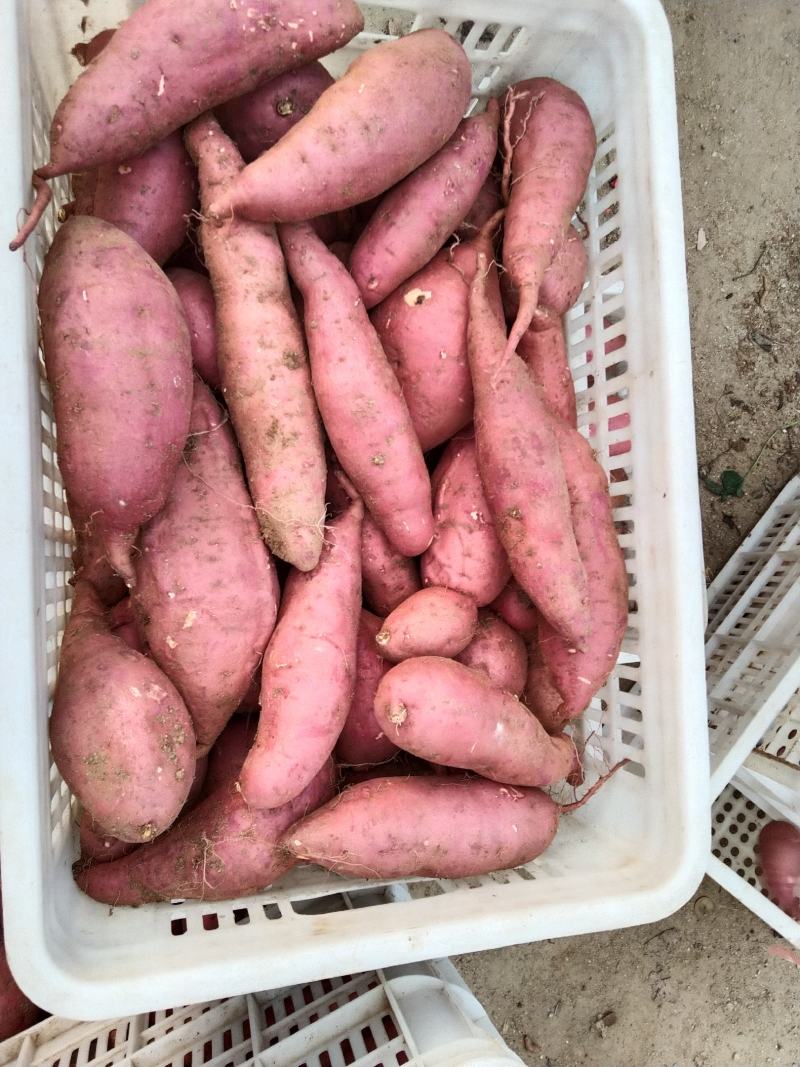 西瓜红地瓜，颜色红，长条形，口感面甜，沙地种稙。
