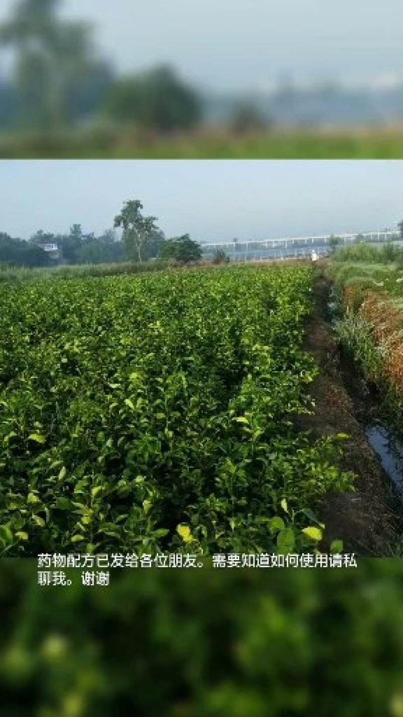 爱媛38号42号甘平明日见耙耙柑大雅一号丑柑沃柑苗