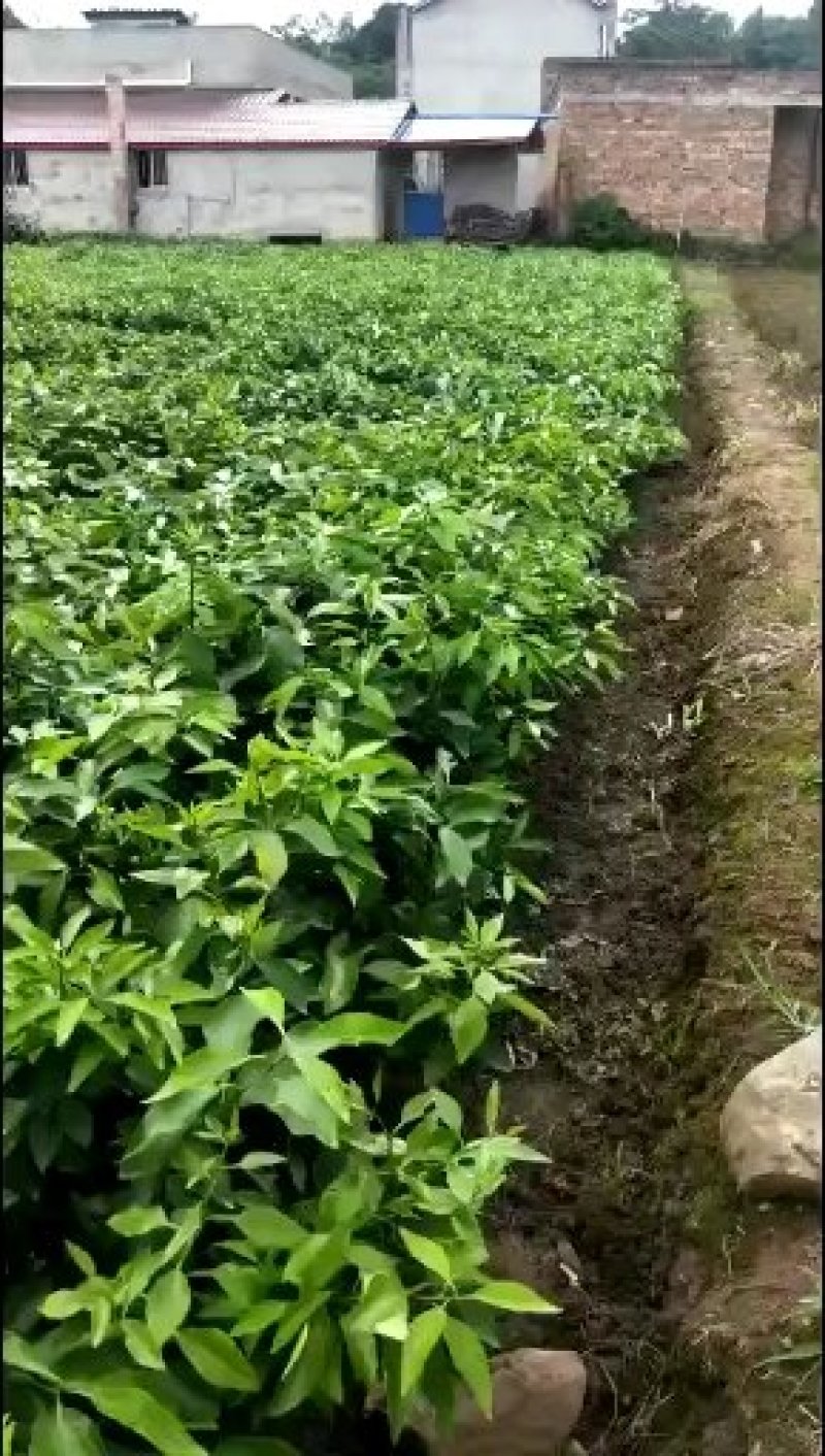 爱媛38号42号甘平明日见耙耙柑大雅一号丑柑沃柑苗