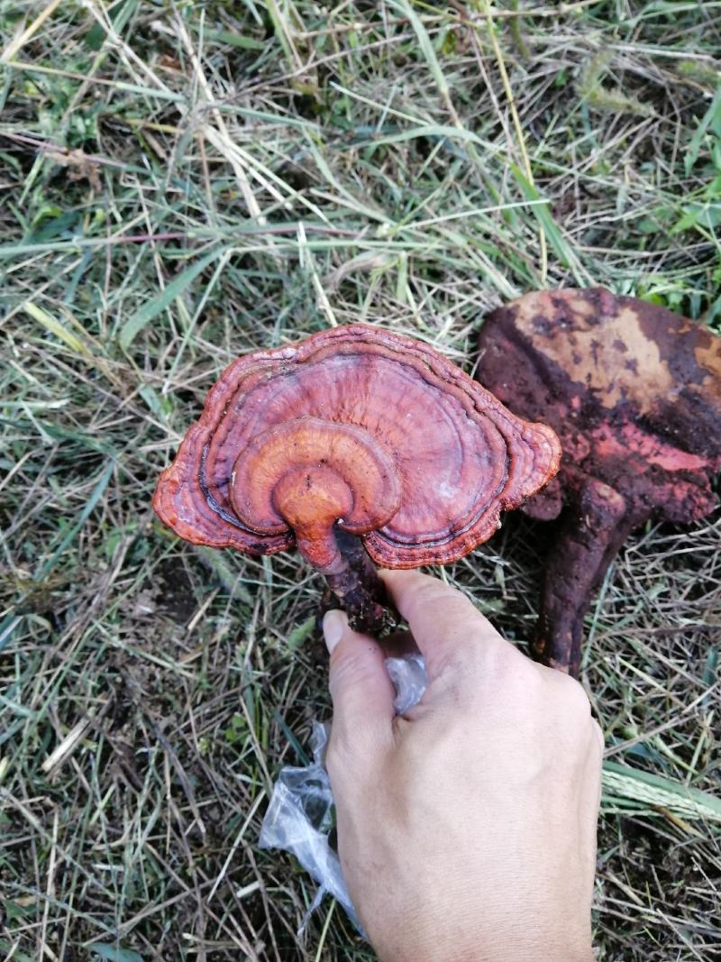 野生灵芝，正宗大山里的货