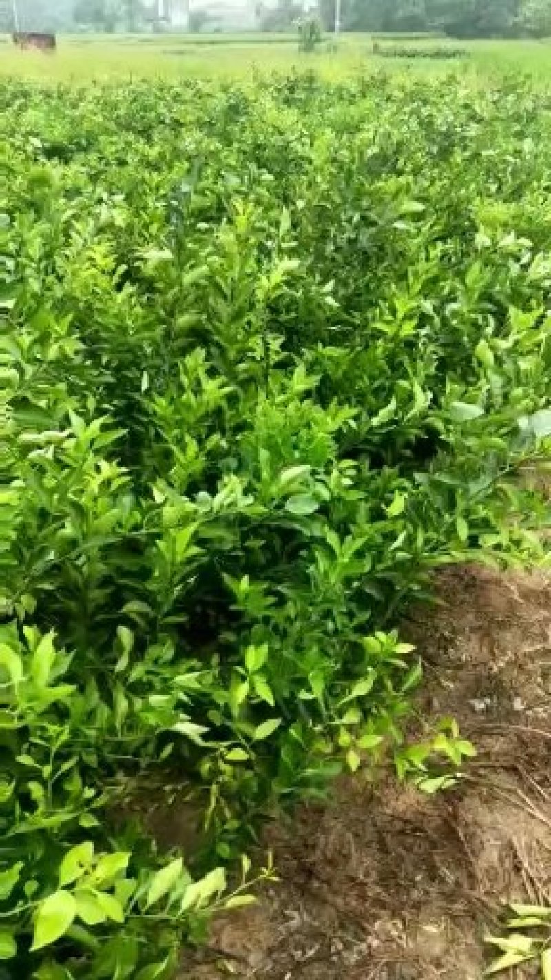 纽荷尔挤橙苗耙耙柑大雅一号爱媛甘平明日见丑柑沃柑砂糖橘苗