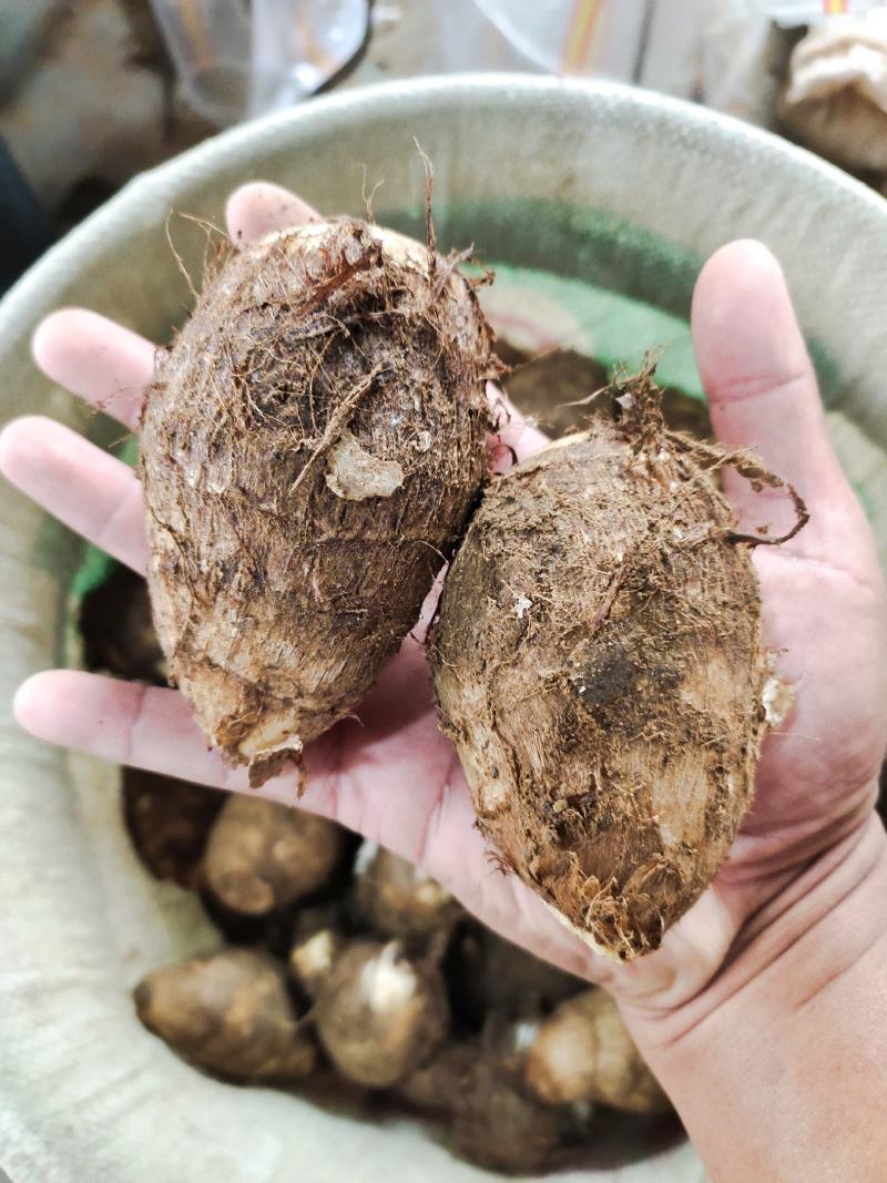 芋头山东芋头产地一手货8520芋头小中大球货源充足