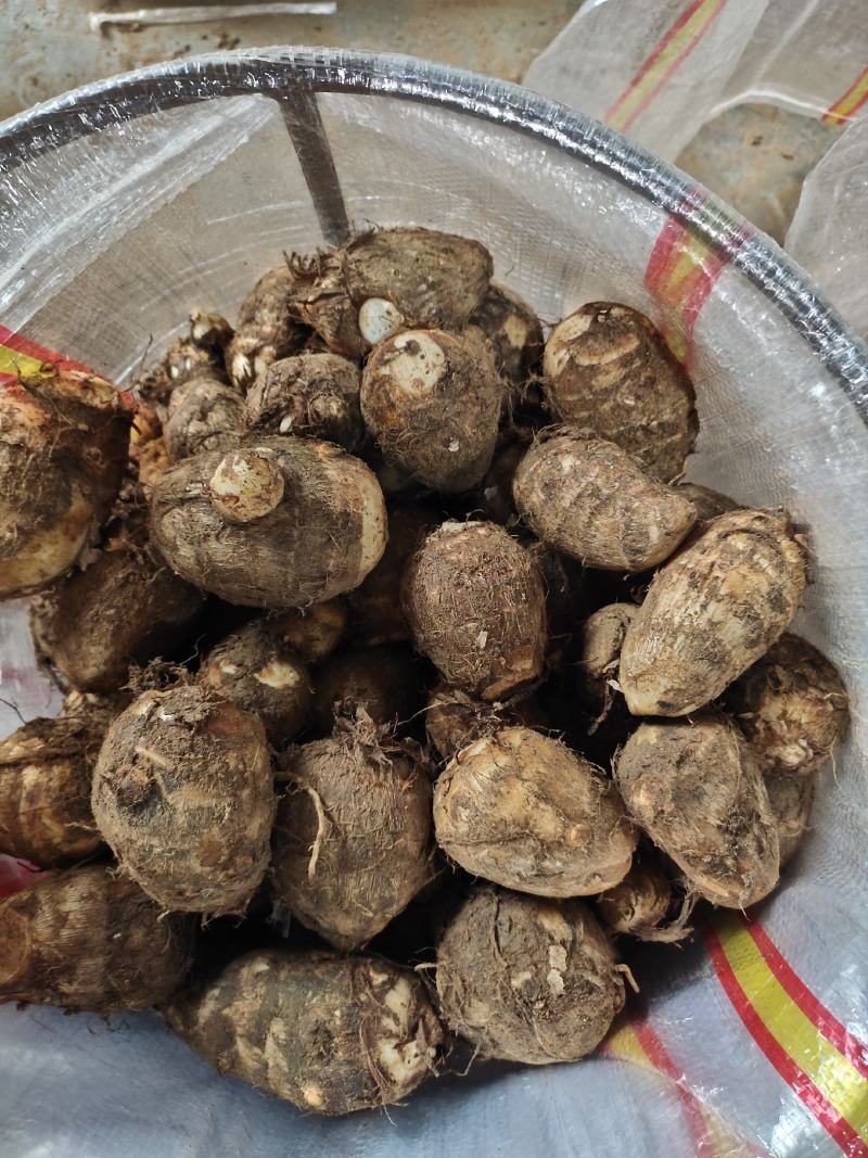 芋头山东芋头产地一手货8520芋头小中大球货源充足