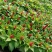 世纪红一支笔(鸡冠花)基地发货租摆专用花卉