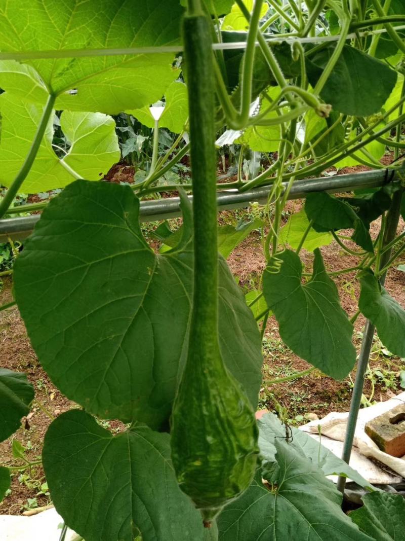鹤首葫芦种子观光园用种观赏文玩葫芦种籽春季庭院盆栽蔬菜