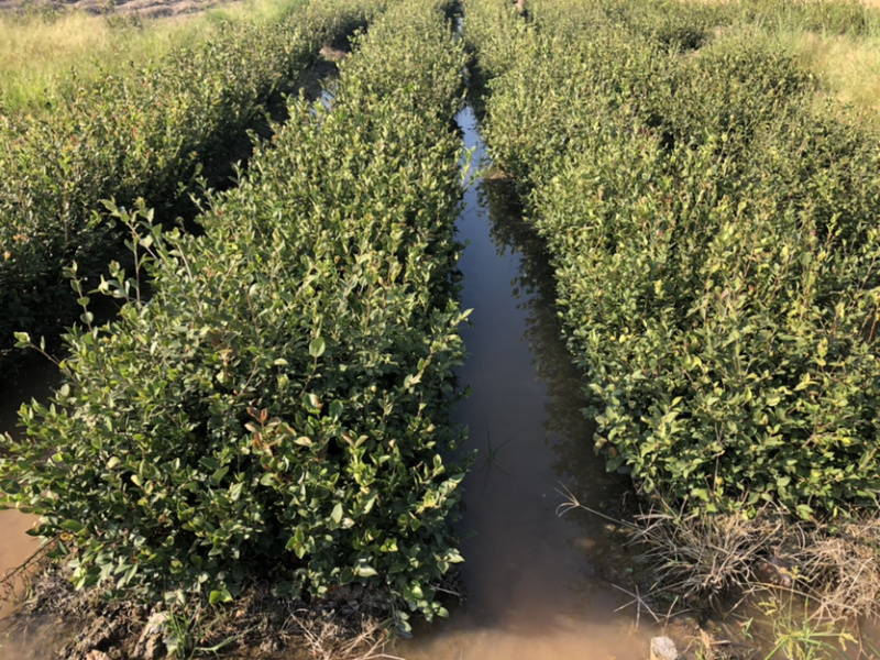 优质长林和湘林210系列的油茶苗待售中