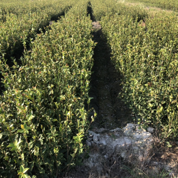 优质长林和湘林210系列的油茶苗待售中