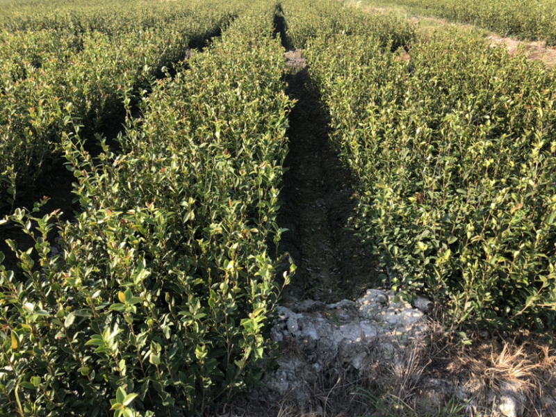 优质长林和湘林210系列的油茶苗待售中