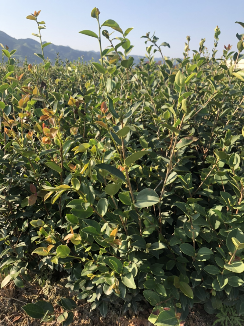 优质长林和湘林210系列的油茶苗待售中