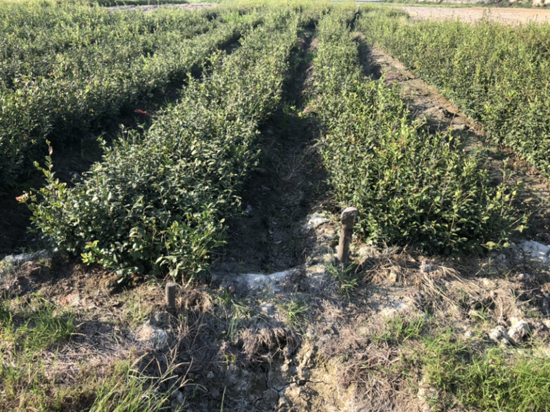优质长林和湘林210系列的油茶苗待售中
