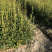 优质长林和湘林210系列的油茶苗待售中