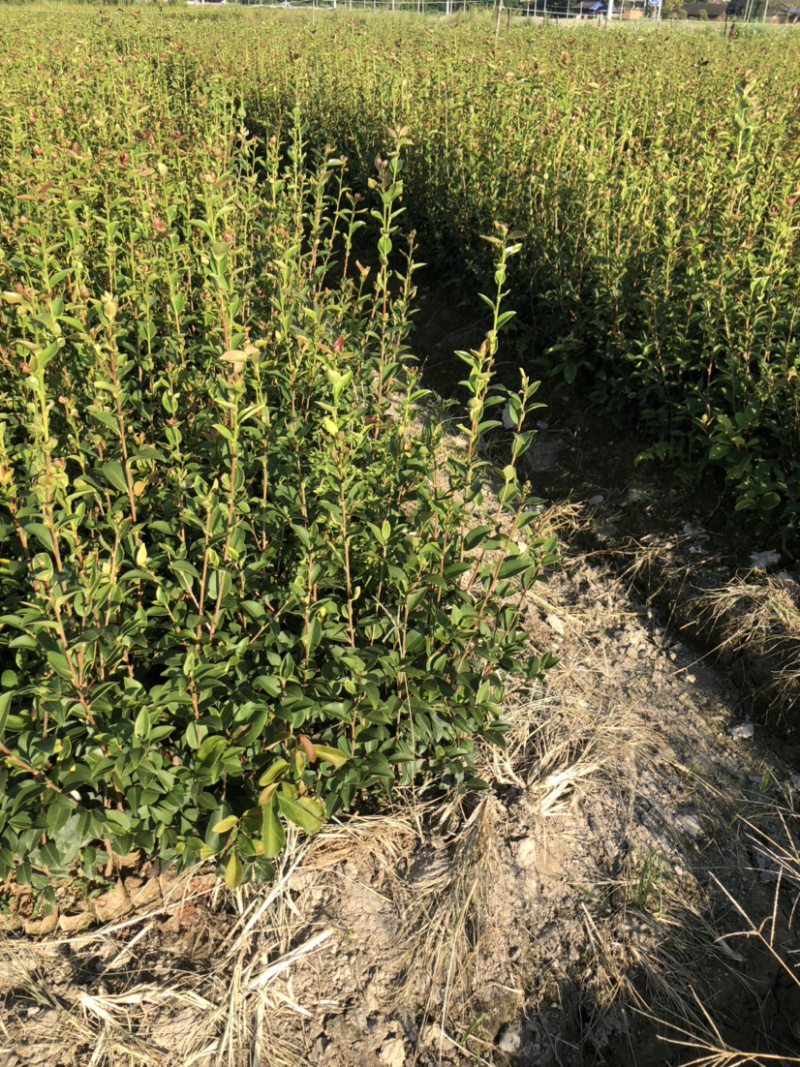 优质长林和湘林210系列的油茶苗待售中