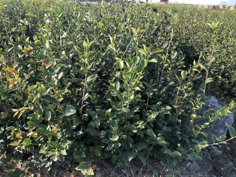 优质长林和湘林210系列的油茶苗待售中