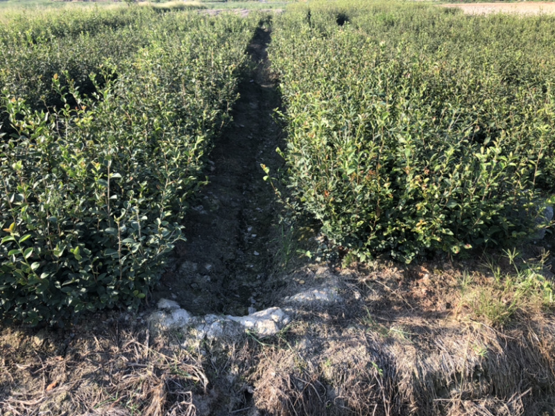 优质长林和湘林210系列的油茶苗待售中