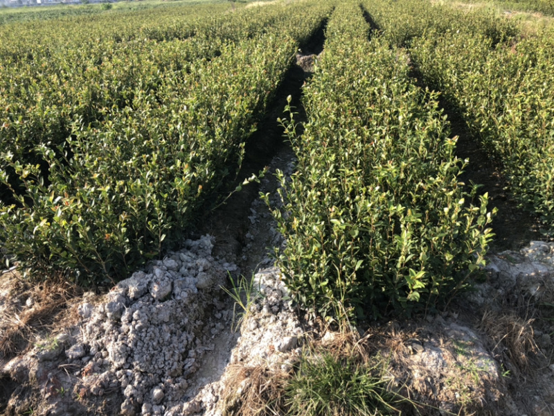 优质长林和湘林210系列的油茶苗待售中