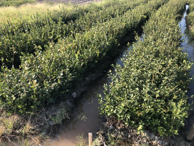 优质长林和湘林210系列的油茶苗待售中