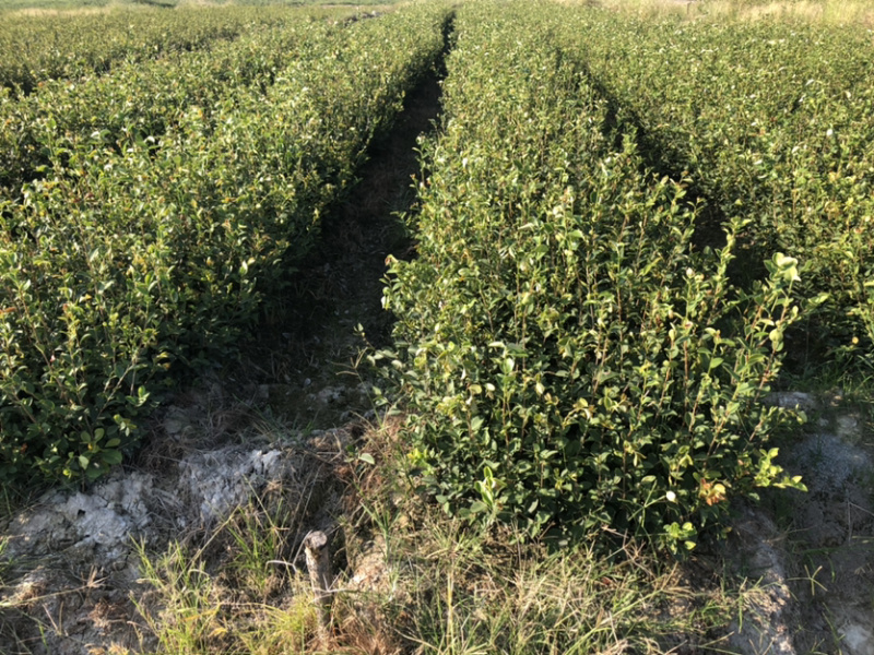 优质长林和湘林210系列的油茶苗待售中