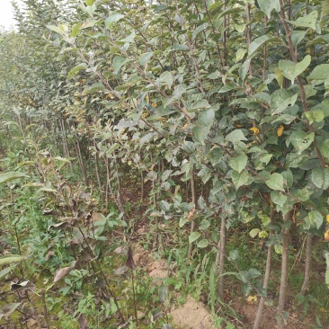 甘肃天水花牛苹果树苗，欢迎新老客户下单