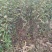 甘肃天水花牛苹果树苗，欢迎新老客户下单