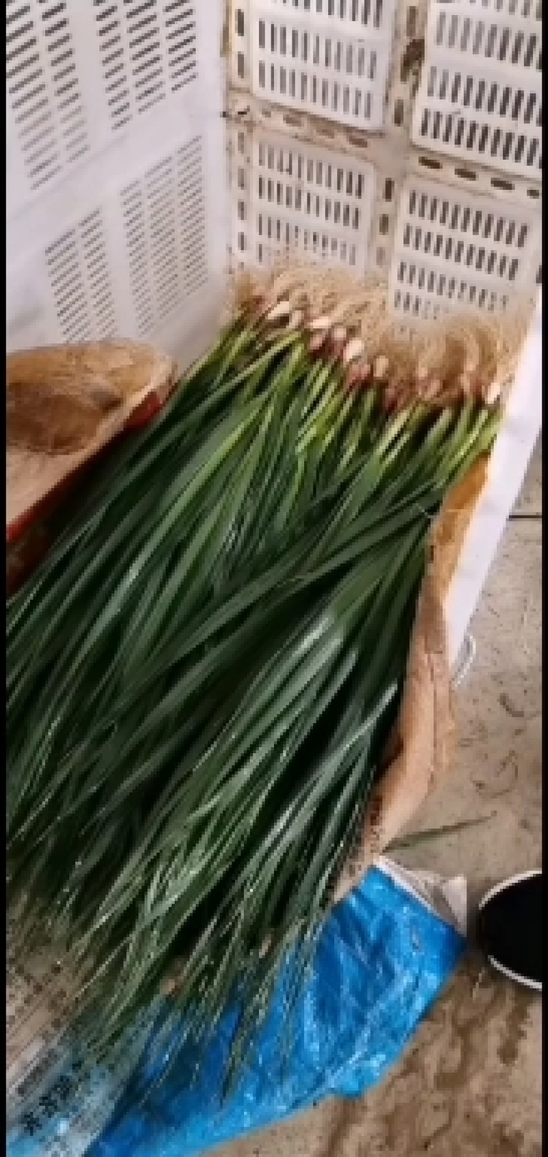 蒜苗，小瓜，白菜，京包看客户需要可以配货欢迎各位老板合作