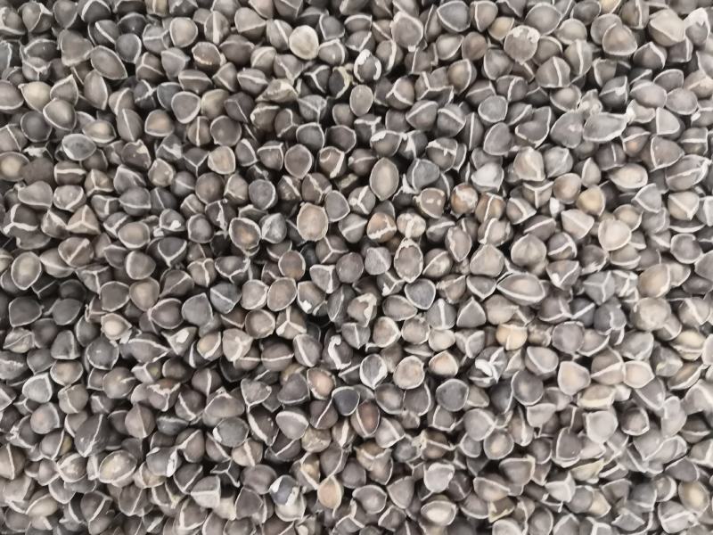 辣木籽颗粒饱满无硫新货各种中药材各种规格