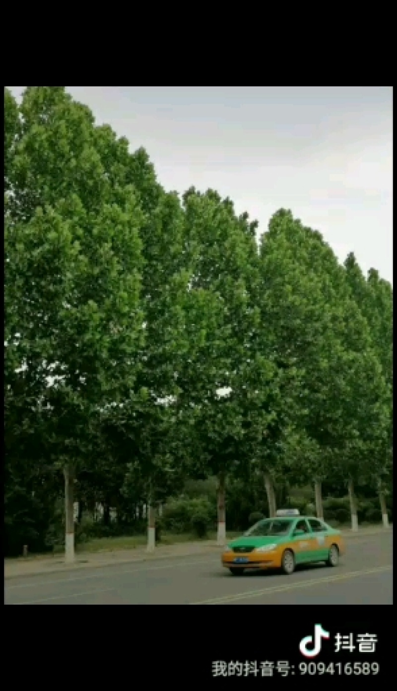 法桐(处理)机不可失，失不再来。优质法桐便宜。