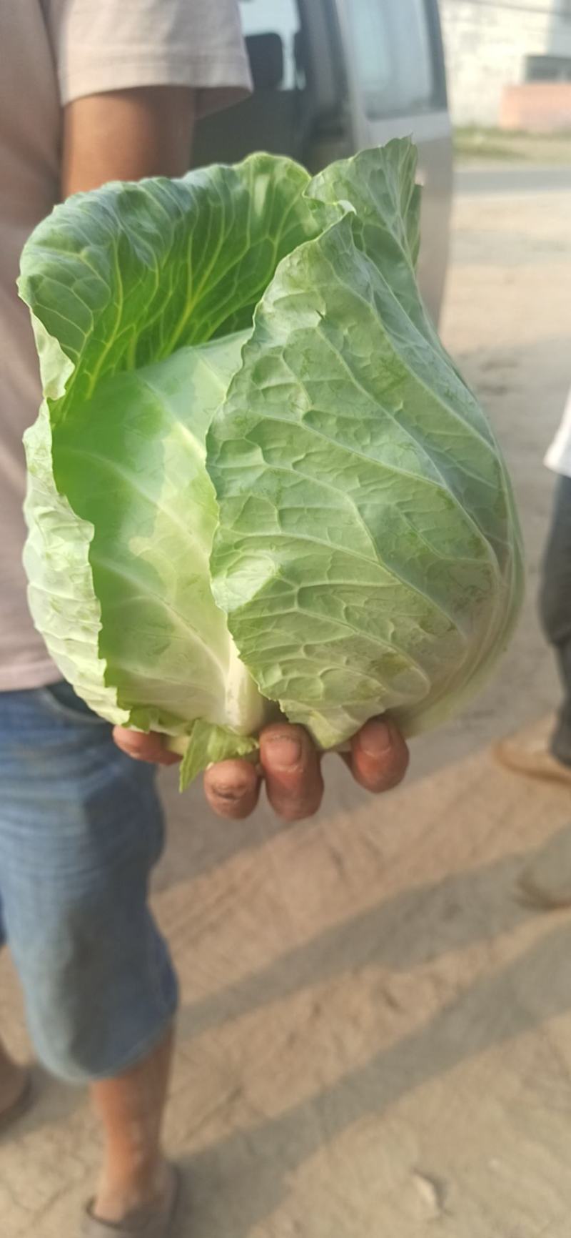 春甘蓝精品牛心甘蓝体行圆外观美丽大量上市