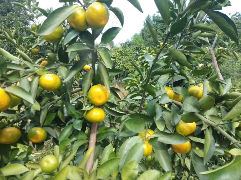 优质湖南东江湖蜜橘专业代办已大量上欢迎各位老板来采购