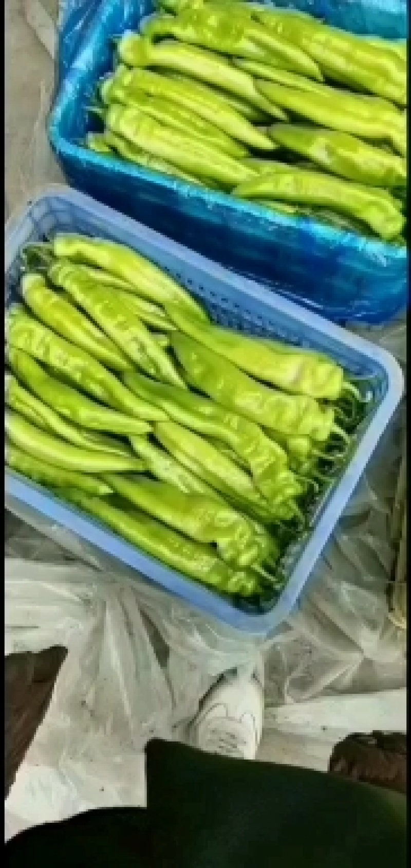 【现货】精品尖椒一手货源产地直销一件代发
