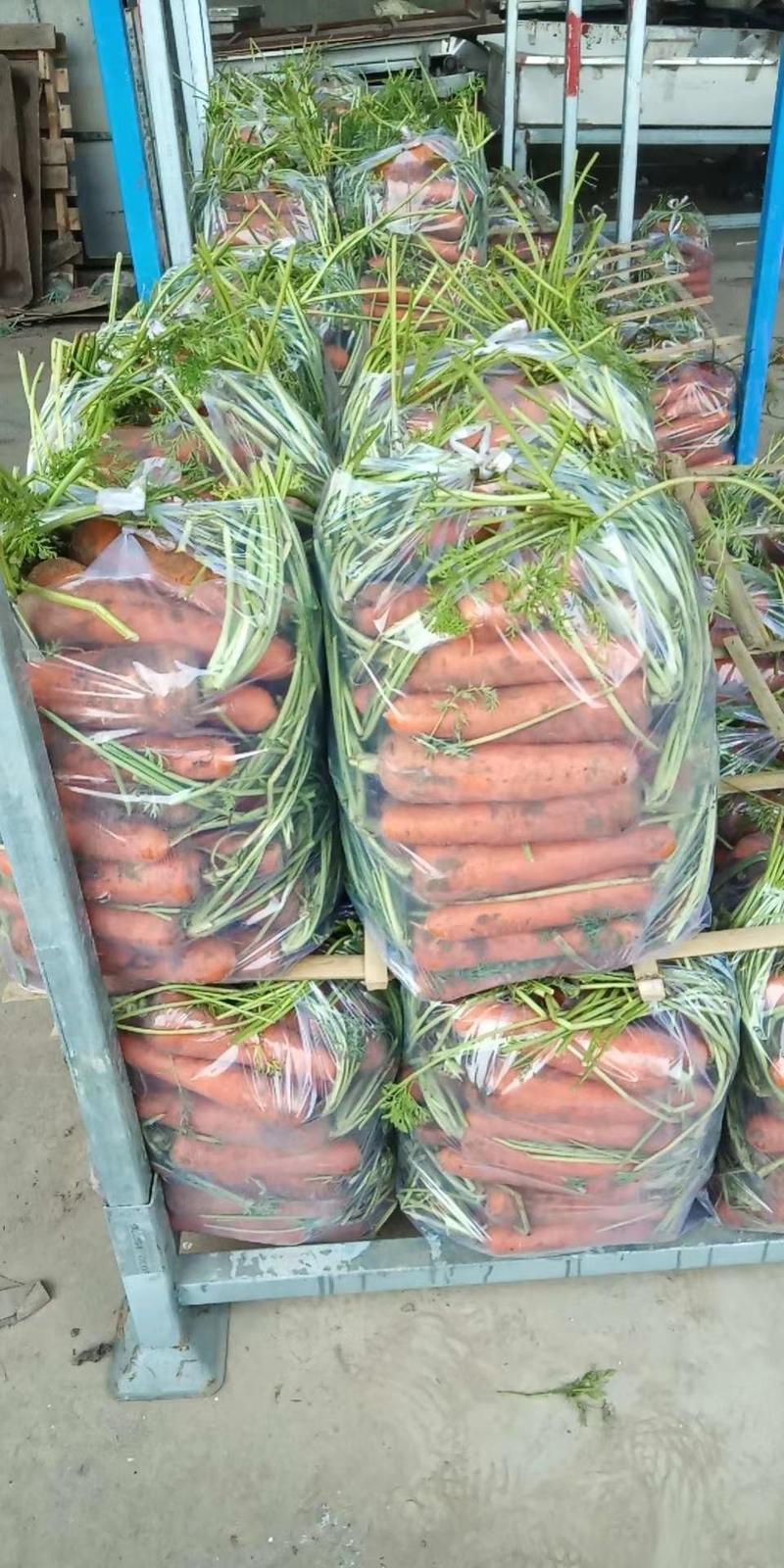 产地直销，红萝卜大量供应条形好。有带苗的水洗的要的联
