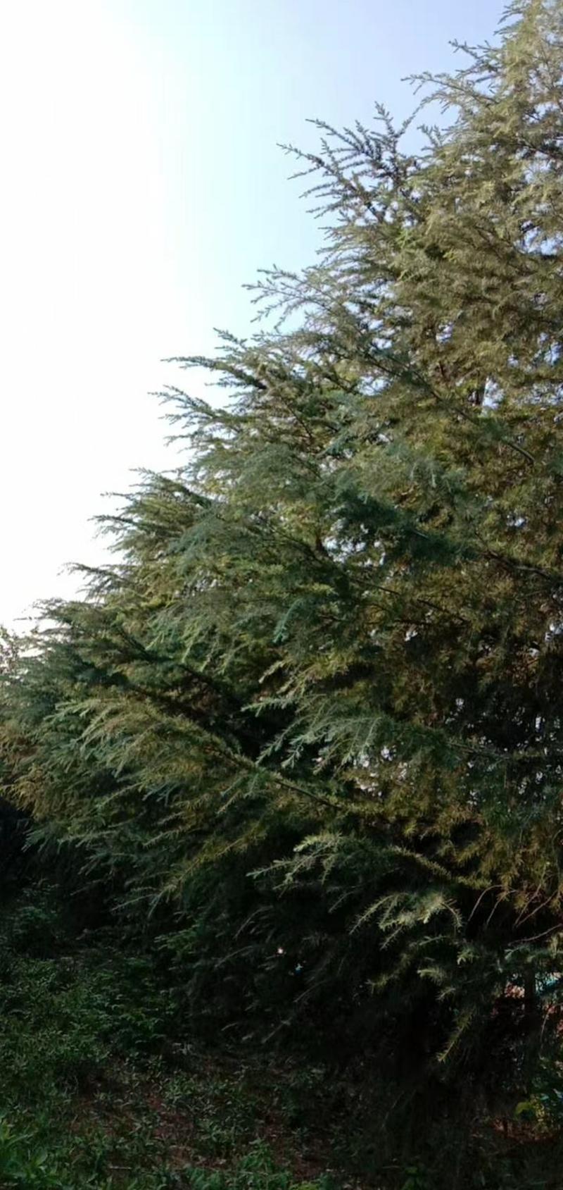 大雪松树44公分，各种工程用雪松苗，1.5—9米都有。