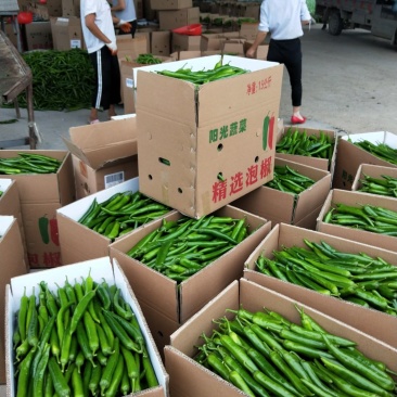 通许县精品辣椒收购基地常年代收各种辣椒，艳红，杭椒，等等